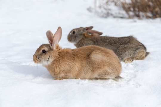 two rabbits in winter