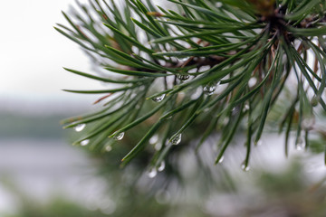 wet pine branches