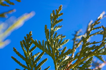 Branches of thuja (cypress) against the blue sky.