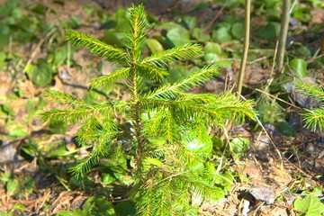 A small spruce in a spring forest.