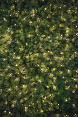Christmas tree branches with lights background.