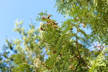 Fototapeta premium Openwork branches of cypress (thuya).