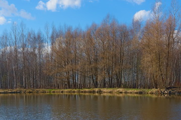 Lake and forest on the banks in early spring.