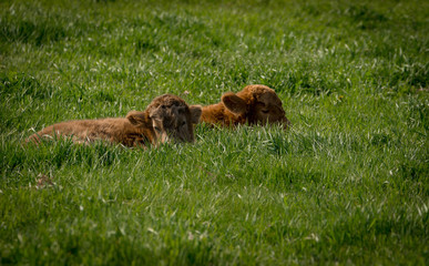 Highlander calves