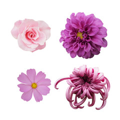 Set of 4 pink flowers which are rose, dahlia, cosmos, and chrysanthemum, isolated on white background
