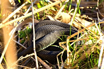 The snake, curled in rings, basks in the sun in the dry grass in the spring.