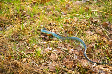 The snake crawls in the dry grass in the spring.