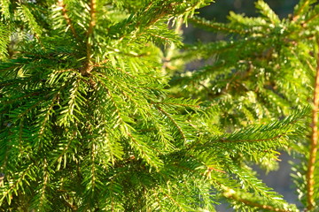 Branches of fir in the forest.
