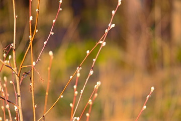 Blossoming buds on the branches in the spring.
