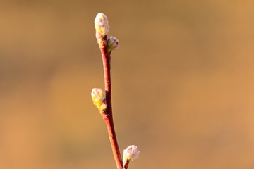 Blossoming buds on the branches in the spring.
