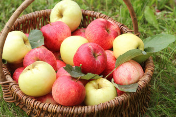 Basket with red and yellow apples on the grass in the garden