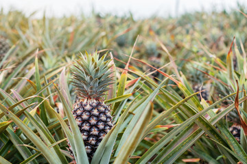 Pineapple in farm with sky.