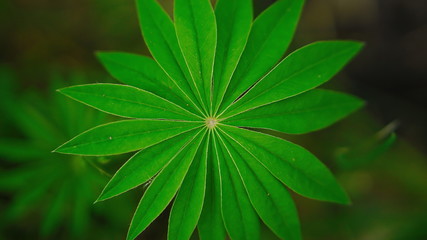 green leaves of lupine blossomed in the spring in the garden and in the Park