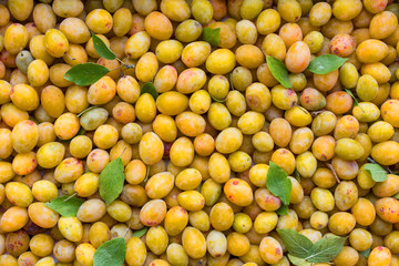 bunch of ripped yellow plums