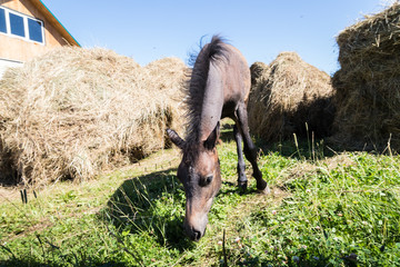 Little foal outdoors near hay in a sunny day