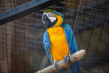 Parrots all species found in most tropical and subtropical regions.