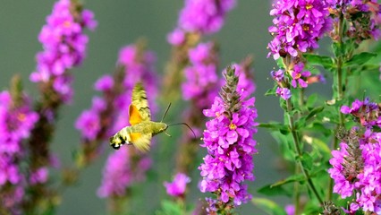 Moth eats the nectar of purple flowers on the fly. Sochi