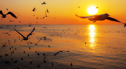 Sea and birds at the sunset.