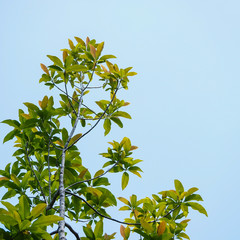 tree and blue sky