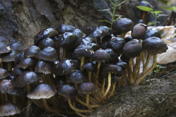 Rotting Hypholoma lateritium on a stump