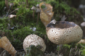 Common earthball mushroom