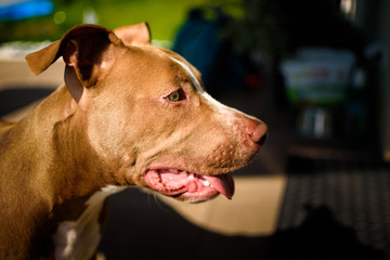 Young American Staffordshire pitbull dog outdoors in summer day
