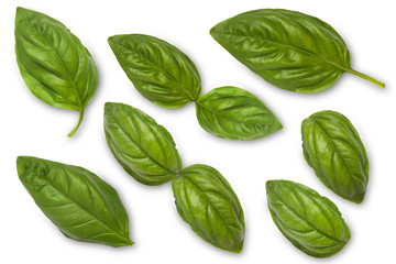 Leaves of a green basil on a white background. View from above