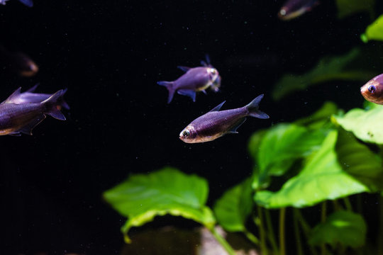 Black Emperor Tetra Fish (Nematobrycon palmeri var. Black)