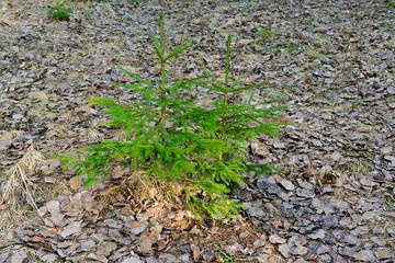 A small spruce in a spring forest.