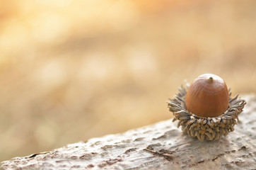 ドングリ　木の幹

