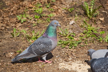The city pigeon walks the earth.