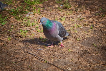 The city pigeon walks the earth.