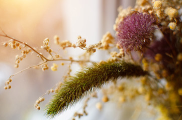 Dried flowers and plants near window with sunlight