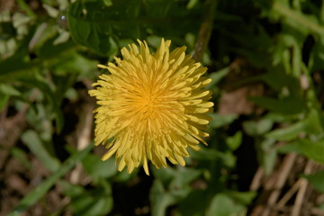 The first spring dandelions.