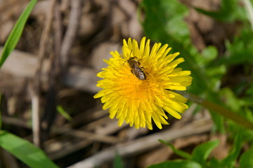 Dandelion with a bee sitting on it.