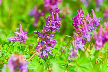 Corydalis flowers.