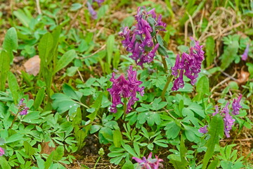 Corydalis flowers.