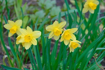 Yellow daffodils.