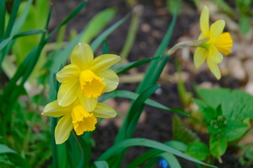 Fototapeta premium Yellow daffodils.