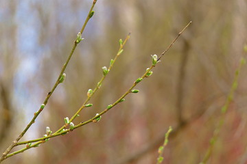 The leaves of a tree on a branch in the spring.