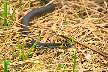 The snake crawls on the grass in early spring.