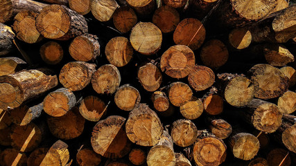 Abstract photo of a pile of natural wooden logs background, top view