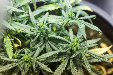 Cannabis plant close up