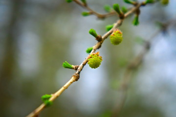 Young needles on a branch of larch in spring.