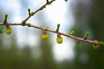 Young needles on a branch of larch in spring.