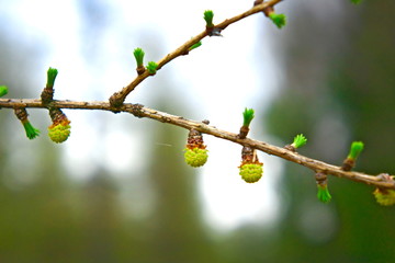 Young needles on a branch of larch in spring.