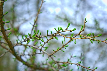 Young needles on a branch of larch in spring.
