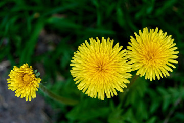 Dandelions in the spring.