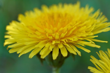Dandelion close-up.