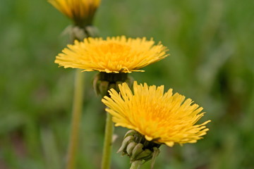 Dandelions in the spring.